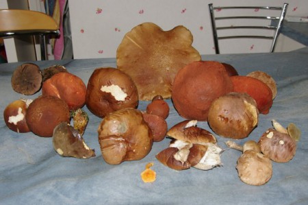 des champignons